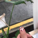 봉구네손톱가게