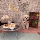 땅콩 애견유치원 이미지