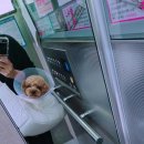 드림동물의료센터 이미지