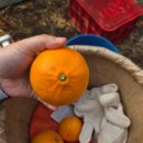 현대농장(3) | 제주 서귀포 봉봉감귤체험농장 감귤따기체험 후기 천혜향따기체험 추천 후기