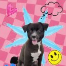 다솜애견미용실 이미지