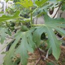 만두품은칼국수 이미지