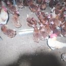 이장농장 이미지