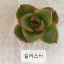 밍즈