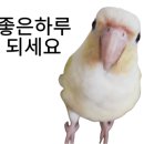 설강화케이크