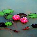 연꽃의 의미와 불교와 관계 이미지