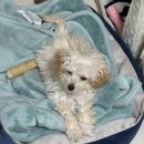 쿨펫이마트 목동점 동물병원 이미지