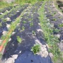 중인농장 이미지