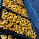 호랭이농장 이미지