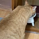 오버더라이스 이미지