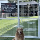 김포 보스독 이미지