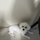 펫그루밍바이순 이미지