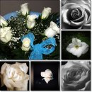 7월 17일 장미(흰색) White Rose [制憲節] 이미지