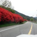 섬진강변 철쭉길 이미지