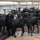 도내흑염소 이미지