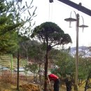 성윤조경