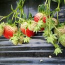 보영농장 이미지