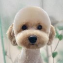 이다애견미용실 이미지