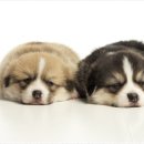 강아지분양 애견입양 아이러브독 수원점 말티푸미니비숑포메 이미지