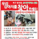 강아지 고양이 동물찾기 전단지제작 사례 (대구시 북구 동천동에서 강아지 찾는 전단지) 이미지