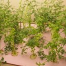 허브 식물과 향기의 이용 이미지