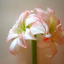 아프로디테 이미지