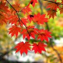 소동느티나무 이미지