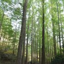 서안유치원 | 동학사 그리고 장태산