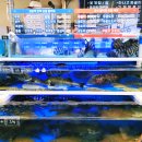 양동수산시장1 | 안면도수산시장 수산365 꽃게 1kg 포장 후기