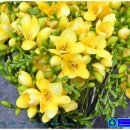 프리지아 이미지