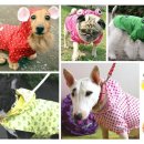 예쁜강아지 이미지