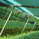 금계농장2 이미지