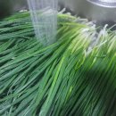 이영자 레시피 따라하기 파김치 쪽파김치 만들기 이미지