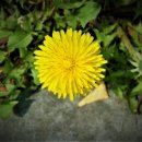 새봄행정사합동사무소 이미지