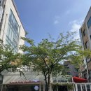 카페미뇽 합정점 | 홍대합정동 눈길을 사로잡는 귀여운 타르트 <카페 미뇽 합정점>