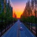 기지시 메타세콰이아 이미지