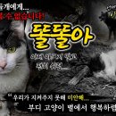 또 한 생명이 들개에게...지켜주지 못해 미안해! 이미지