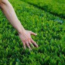 그린티하우스 이미지