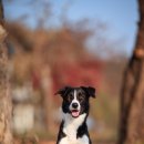 플라잉독 이미지