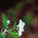 옥경목장 이미지