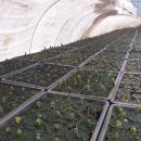 묘하우스 이미지