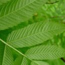 쉬땅나무(개쉬땅나무) -잎이 특이한 나무- 이미지