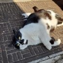 은애마당 이미지