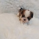 이소퍼피-별내점 이미지