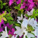 세잎클로버 이미지