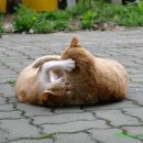 딩동댕동 이미지