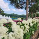 공주 유구 색동수국정원 꽃축제 다녀왔어요 :) with 우리집 공주