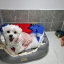 두두펫케어 | 부산 강아지유치원, 두두펫케어 이용 후기