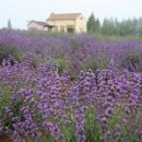 고성국화꽃향기 이미지