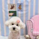 프롬율무 이미지